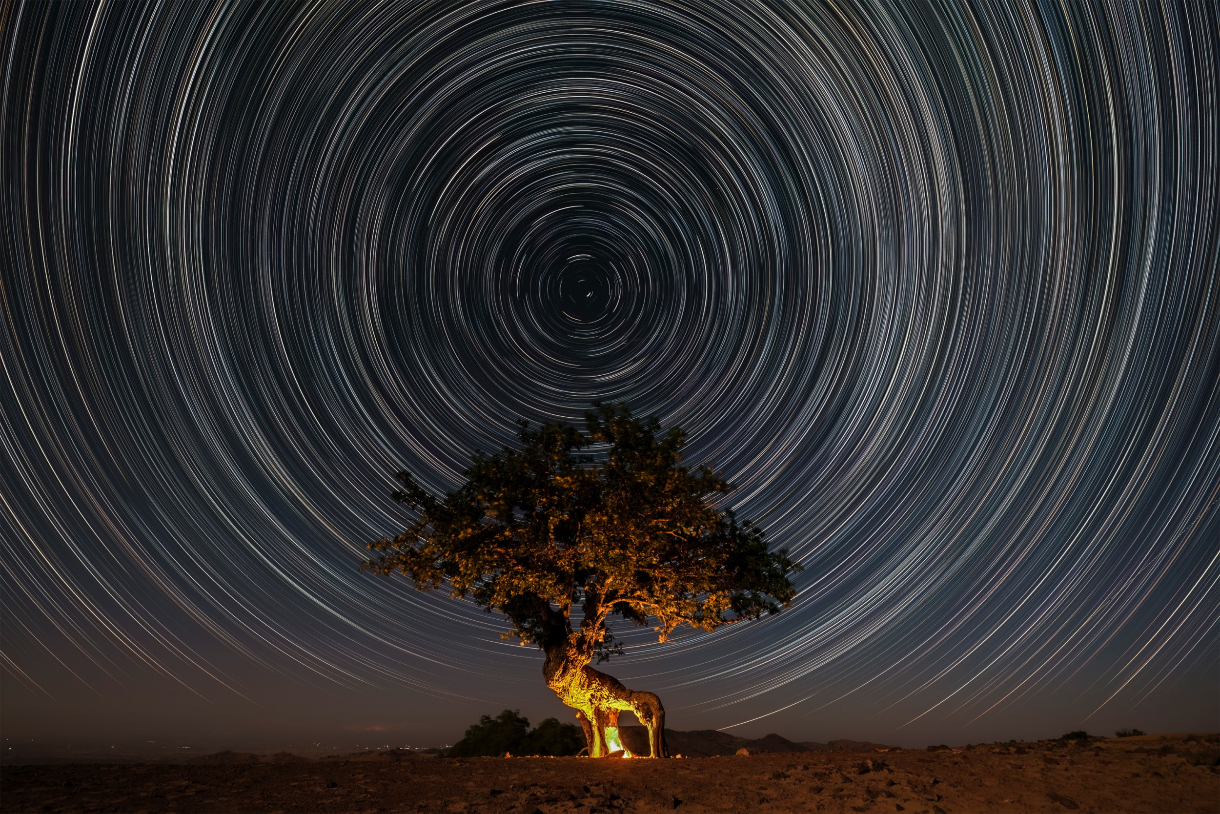 王艺胤-千年马鹿树万年星轨图（长边2500像素）.jpg