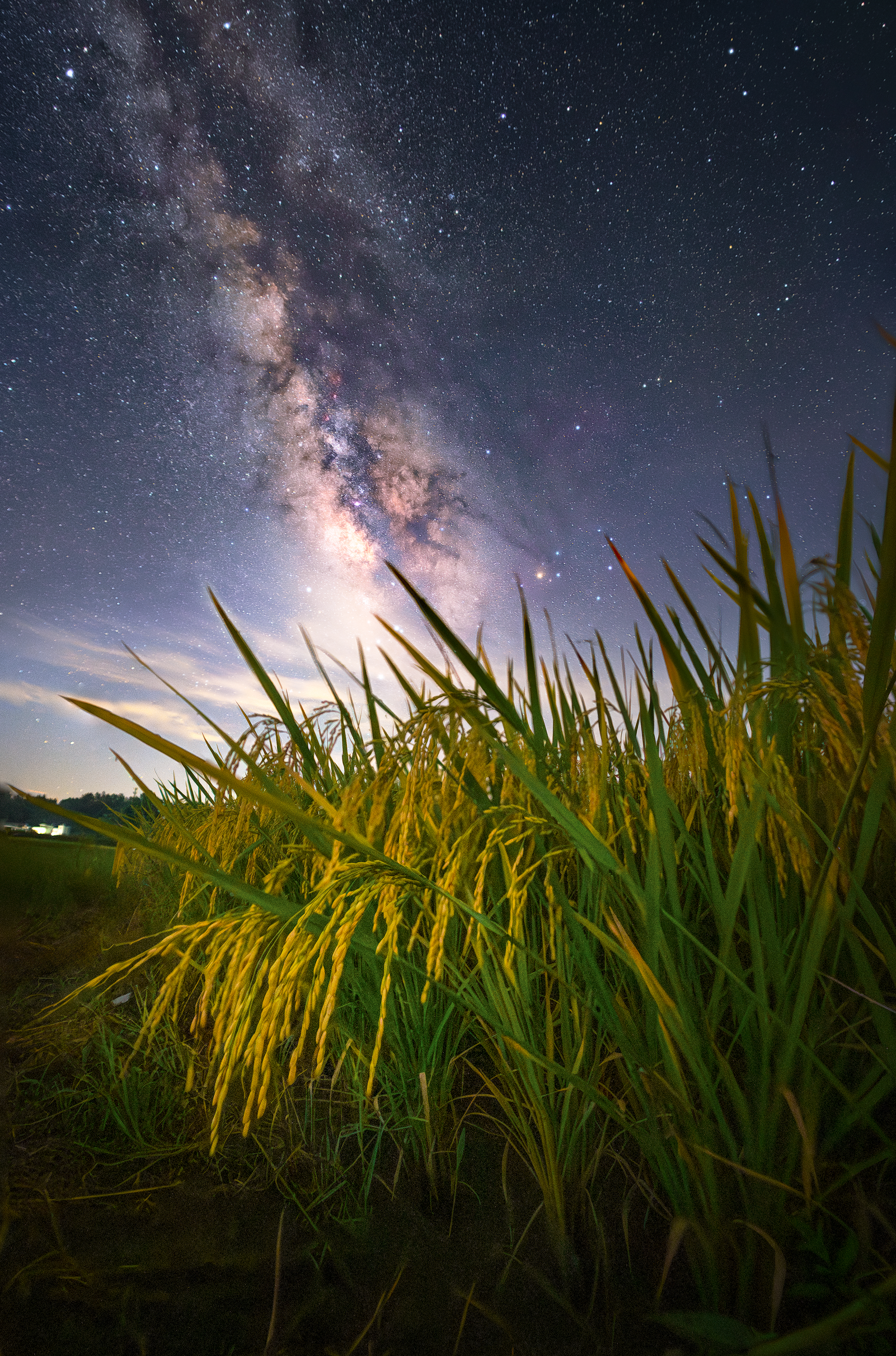 林德正-夏夜稻穗星河相辉映（2500px）.jpg