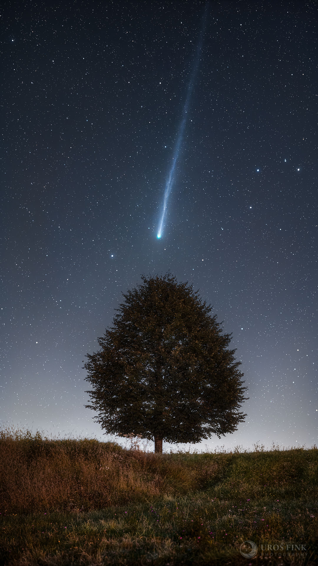已审核-APOD20251013-LemmonTree_Fink_1080.jpg