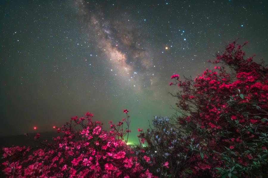 5.18星垂杜鹃2.jpg