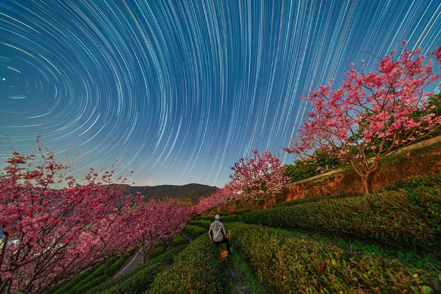722Cjkuai-茶山夜樱星语.jpg